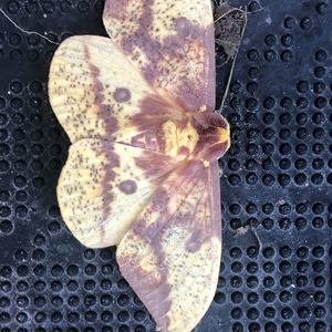 Meet your Posher, Kb